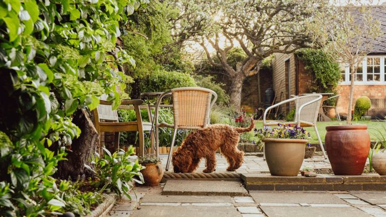 5 plantes adaptées à des chiens - Les experts du jardin et du vétérinaire garantissent qu'ils sont sûrs pour les animaux de compagnie curieux et rebondiront de tous les pattes de piétinement