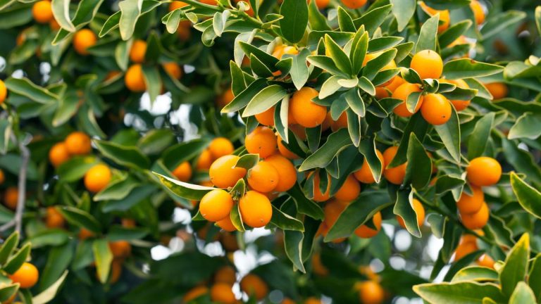 Comment cultiver un kumquat arbre à l'extérieur - Les experts en arbres fruitiers révèlent les secrets aux arbres heureux et aux récoltes supérieures