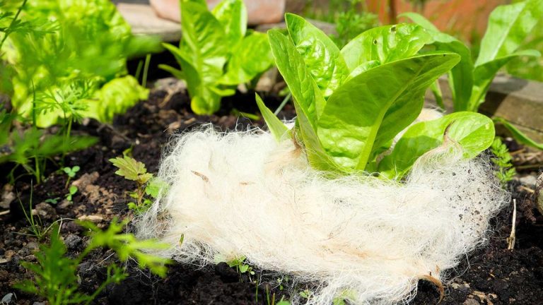 Utilisations pour la laine horticole - 5 façons approuvées par des experts, il peut bénéficier aux plantes de votre jardin