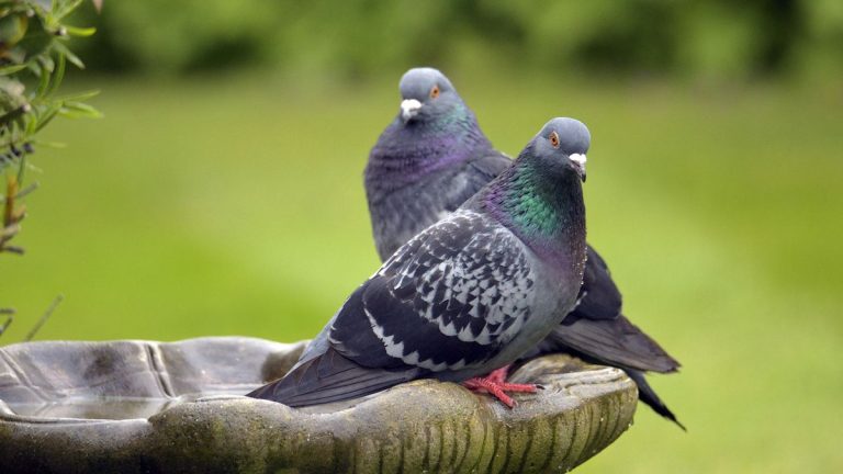 Comment se débarrasser des pigeons - les experts de la lutte antiparasitaire révèlent 3 façons humaines de garder ces visiteurs de l'arrière-cour indésirables