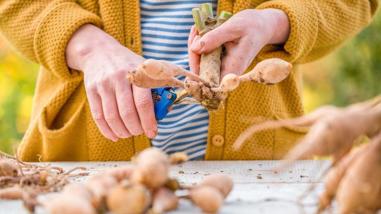 Il est maintenant temps de diviser les tubercules Dahlia qui plantent prêts - découvrez comment multiplier vos fleurs d'été exquises gratuitement, avant qu'il ne soit trop tard