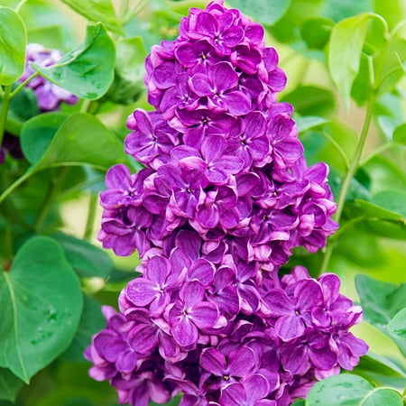 Yankee doodle lilas