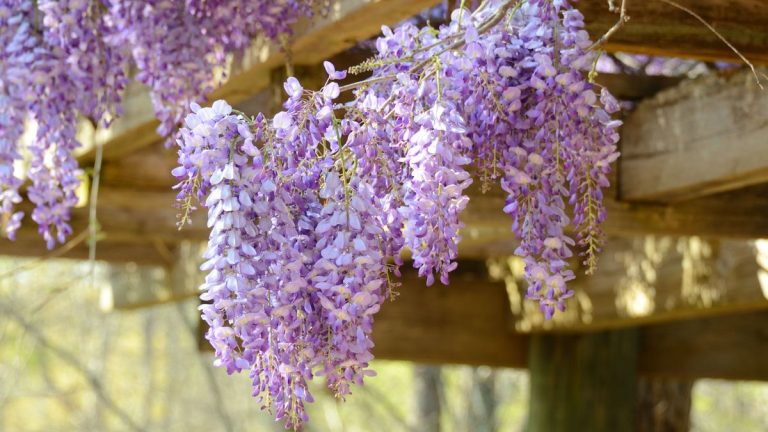 Meilleurs plantes du printemps parfumées - 5 choix charmants pour infuser un parfum délicieux dans votre cour cette saison