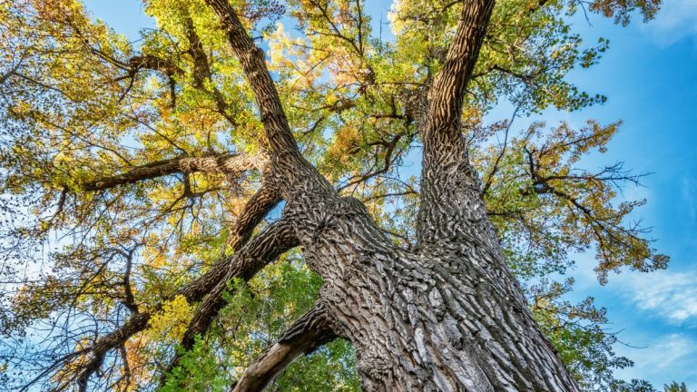 La sécurité est la raison numéro un pour tailler un cotonwood - un arboricien révèle la meilleure routine de coupe à suivre