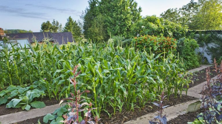 Je suis devenu comestibles en tant que jardinier professionnel pendant des années et je peux garantir que ce sont les 7 meilleurs légumes à planter en avril, en plus je partage mes conseils de semis experts