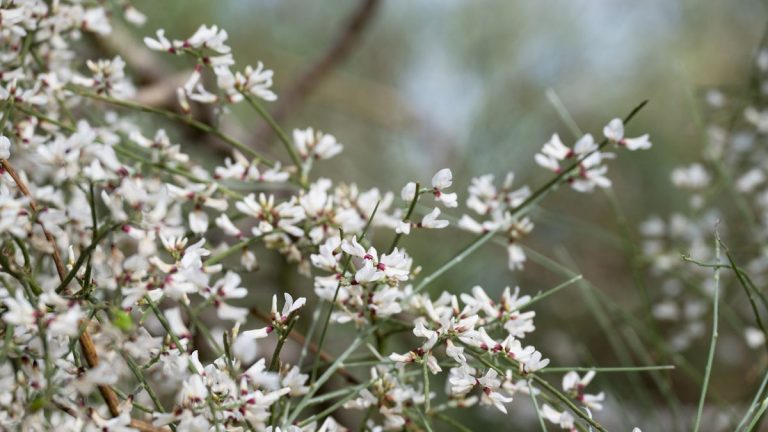 Comment faire pousser des plantes à balais - Conseils d'experts sur la solution d'arbuste parfaite pour les endroits gênants dans votre cour