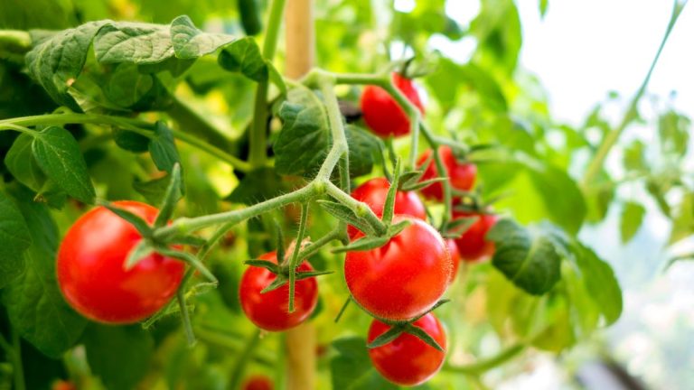 Comment réparer une plante de tomate cassée - et ne plus jamais en jeter un autre