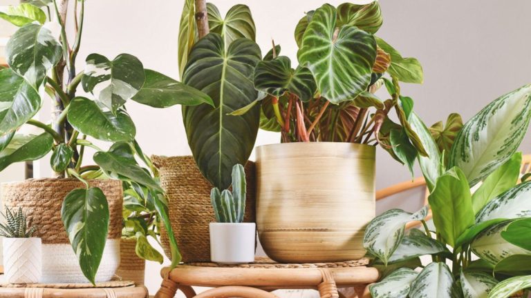 Je manque de place pour mes plantes d'intérieur et ce support de plante avec des lumières de culture est la solution idéale d'économie d'espace - elle est actuellement de 50 $ de rabais sur Amazon aussi