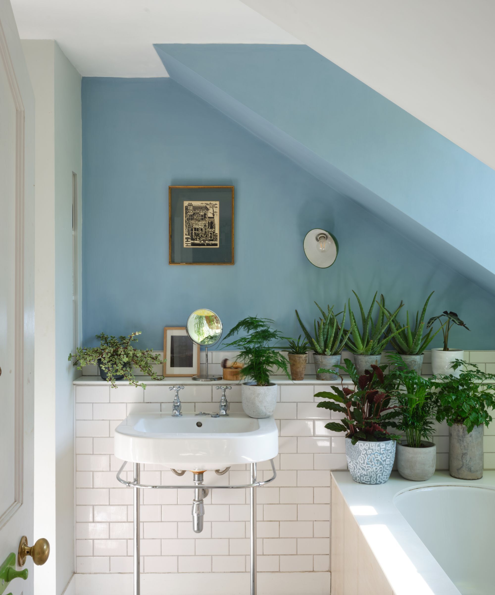 Une salle de bain avec la moitié inférieure du mur recouverte de carreaux blancs et la moitié supérieure du mur peinte en bleu pastel vif. Il y a beaucoup de plantes en pot et un bassin de salle de bain traditionnel.