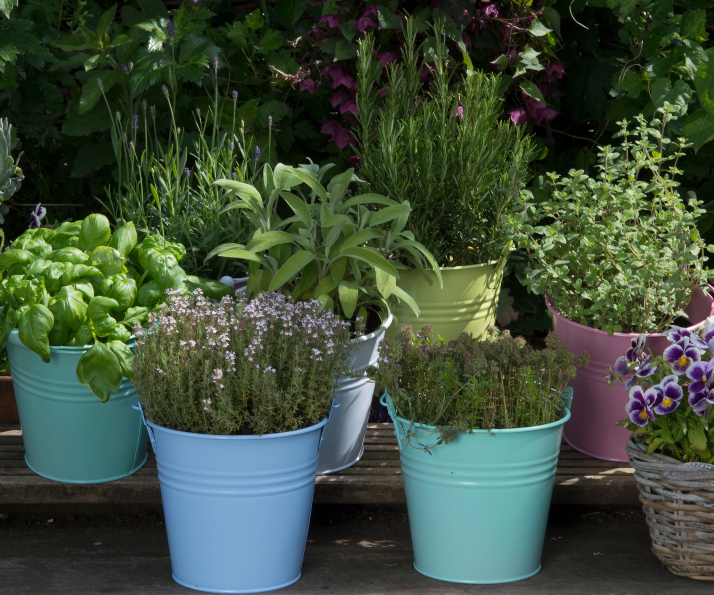 Mélange d'herbes poussant dans des seaux colorés dans un jardin