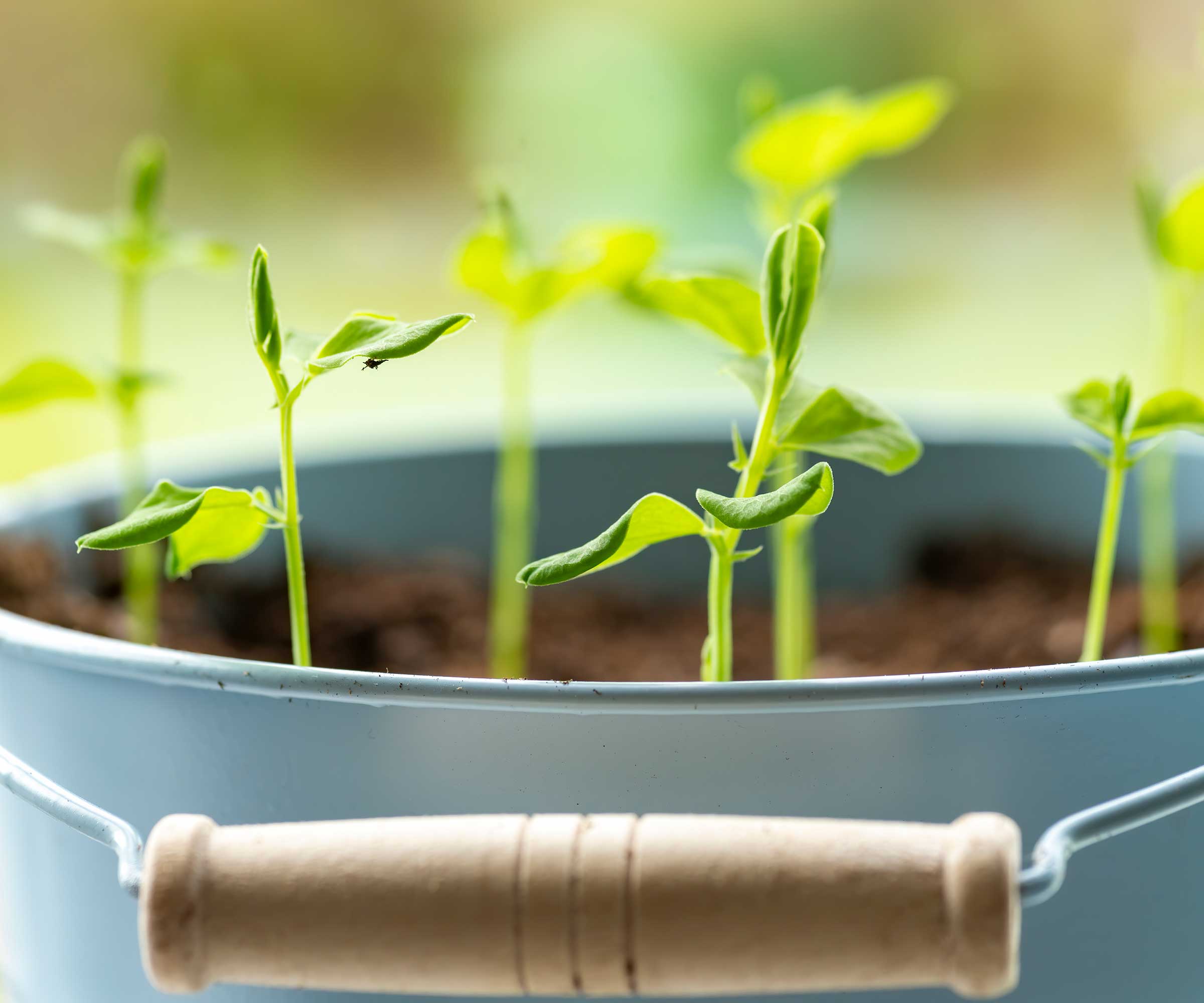 plants de pois doux en seau
