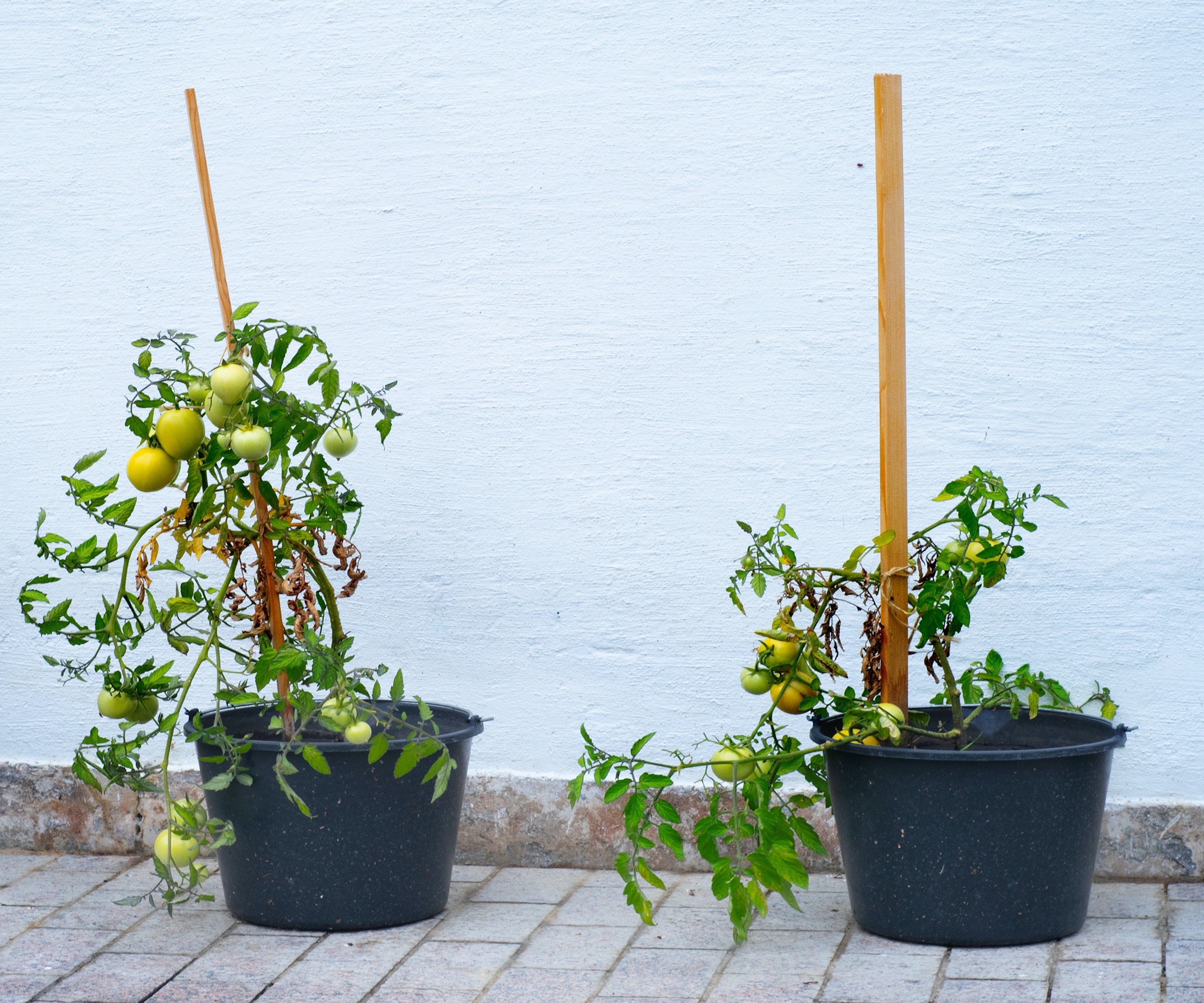 Les tomates poussant dans des seaux noirs contre un mur blanc