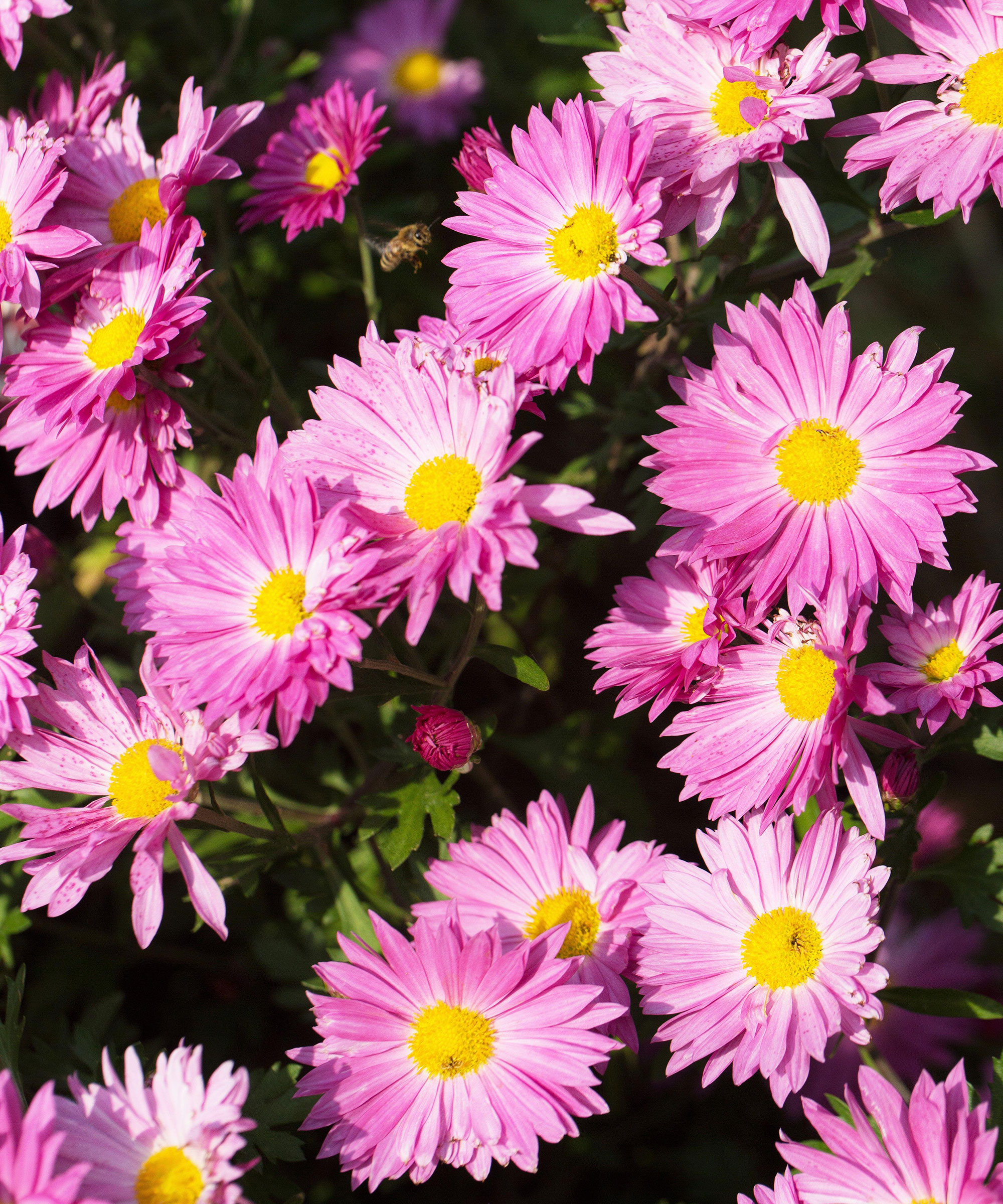 Chrysanthemum violet dans la série Hardy Mammoth