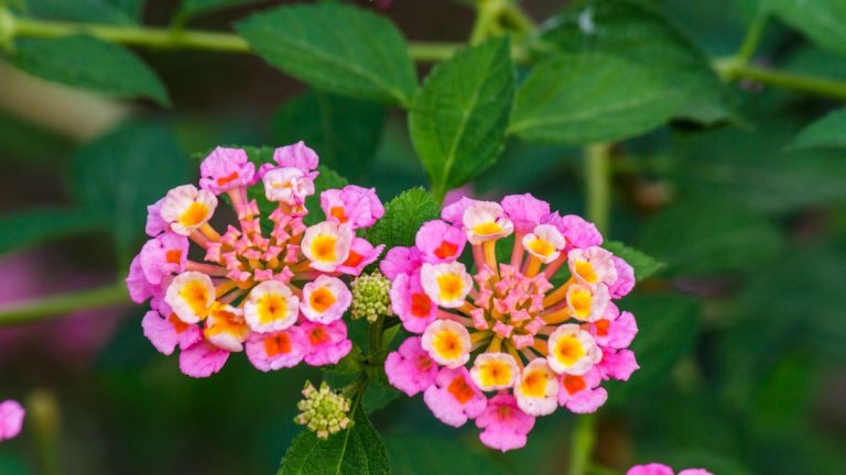 Comment faire pousser du lantana dans des pots - et transformer même de minuscules jardins avec des masses de fleurs kaléidoscopiques cette année