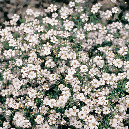 Ferry-Morse 350 mg Gypsophile Covent Garden Graines de fleurs annuelles, plein soleil