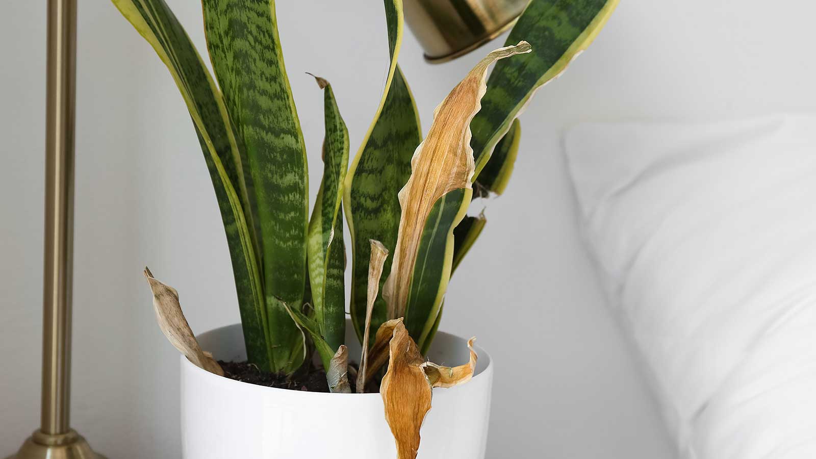 plante de serpent endommagé