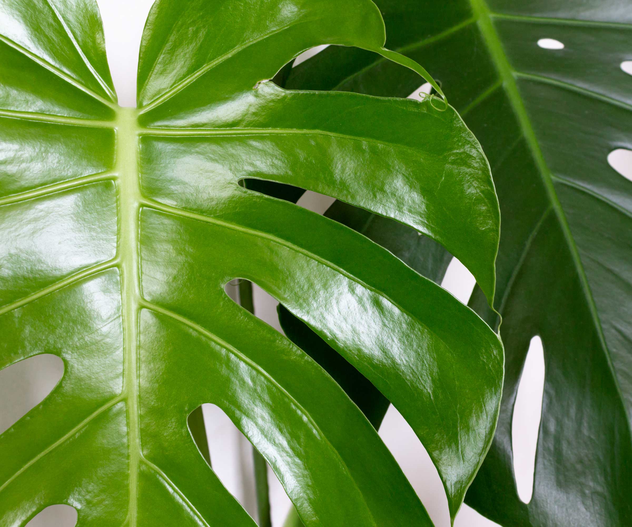 Gros plan des feuilles de monstera