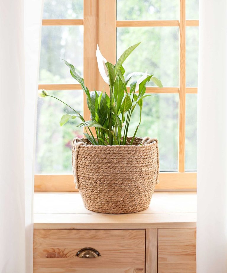 Combien de temps les lys de paix fleurissent-ils? De plus, un expert de la plante d’intérieur révèle comment les faire fleurir plus longtemps Combien de temps les lys de paix fleurissent-ils? De plus, un expert de la plante d'intérieur révèle comment les faire fleurir plus longtemps