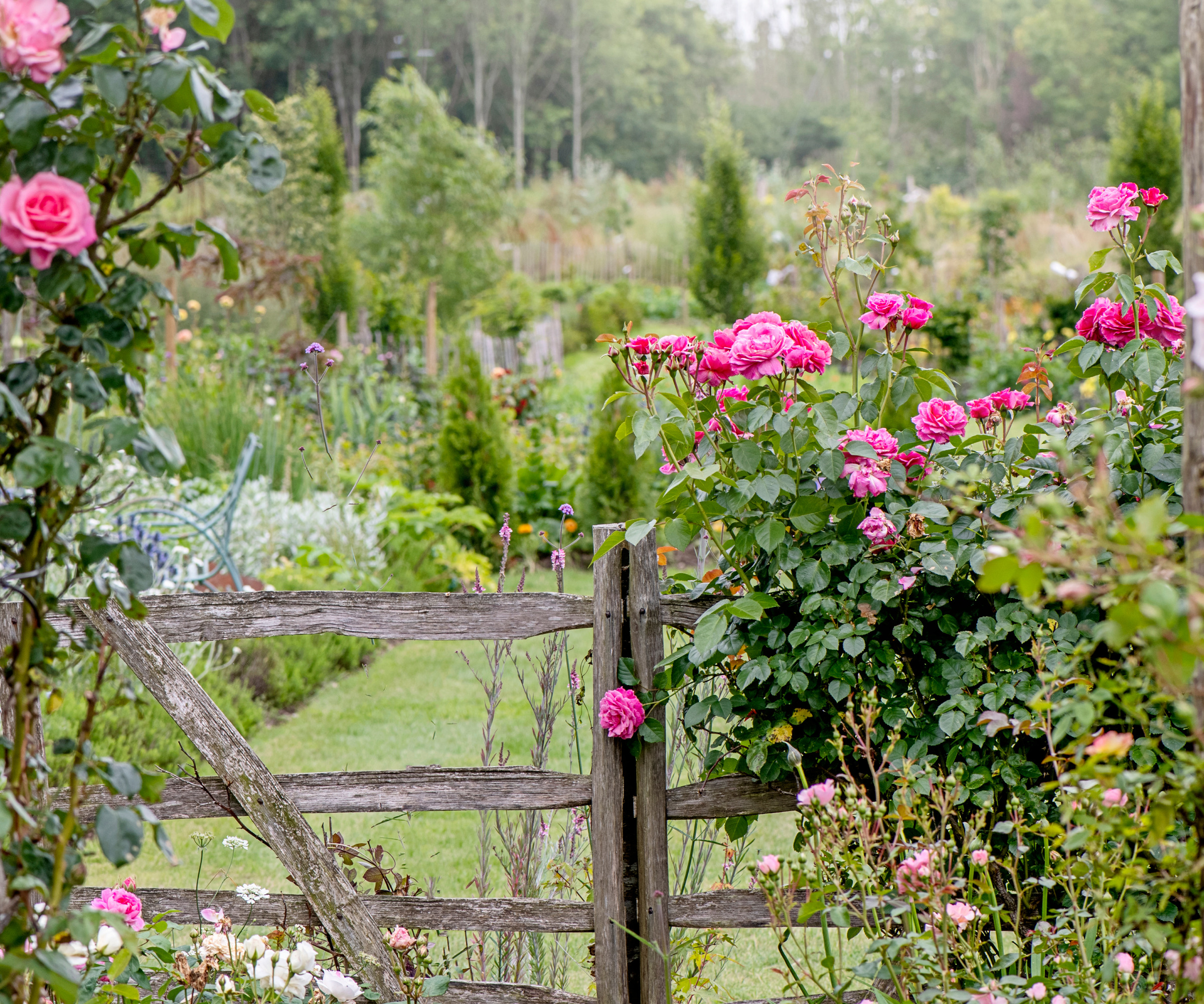 Cottage Garden Gate recouverte de roses roses