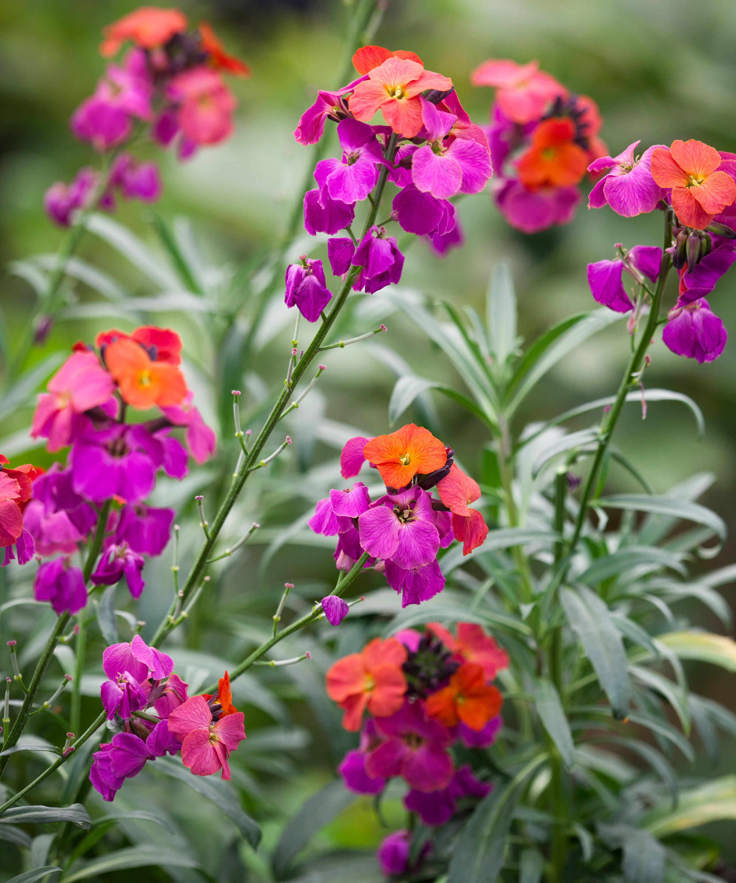 Orchidée d'hiver Erysimum Wallflower