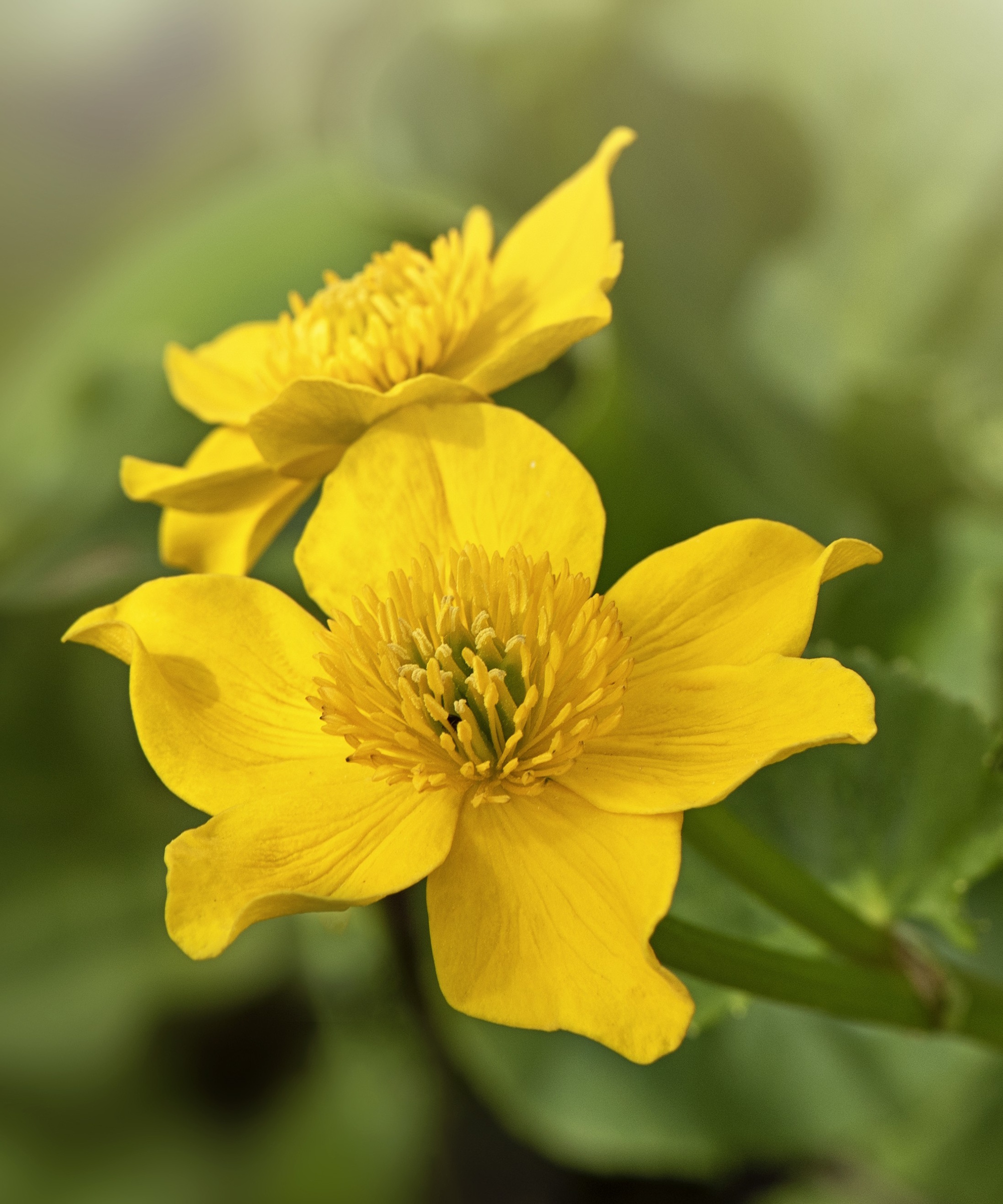Marigolds de marais avec des fleurs jaunes dans une bordure de jardin