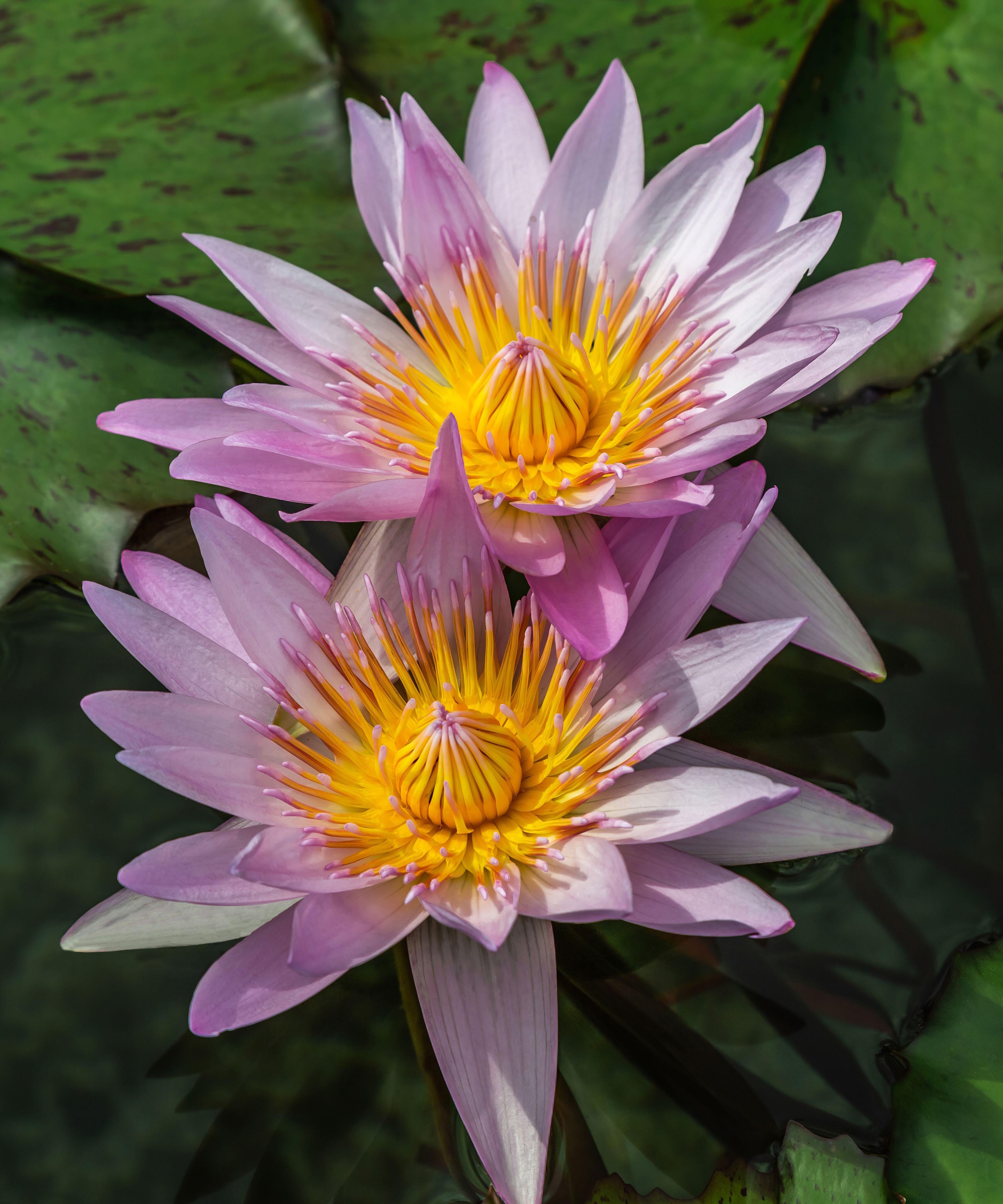 Nelumbo nucifera, le Lotus sacré, avec des pétales de fleurs roses et un centre jaune doré dans un étang