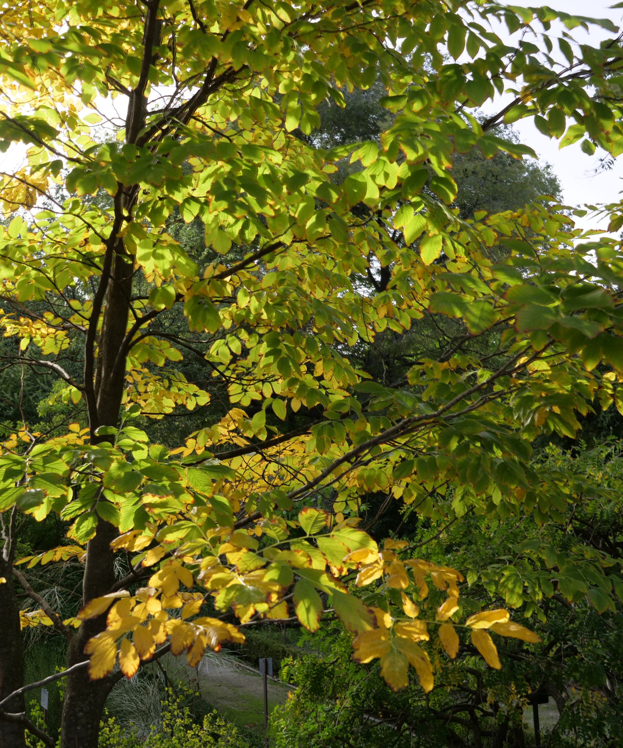 Un arbre jaune devenant jaune à l'automne