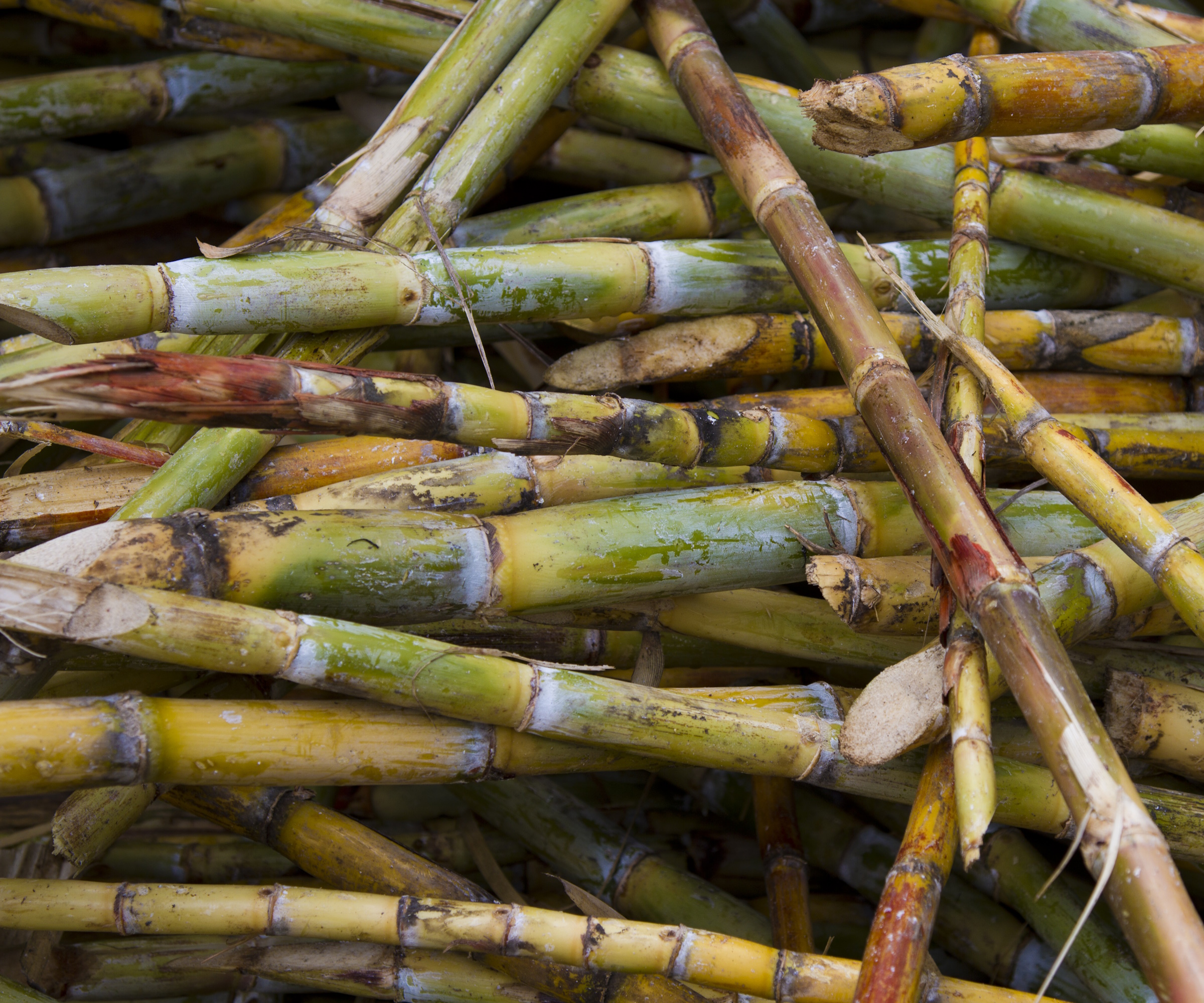 Couper la canne à sucre dans une pile