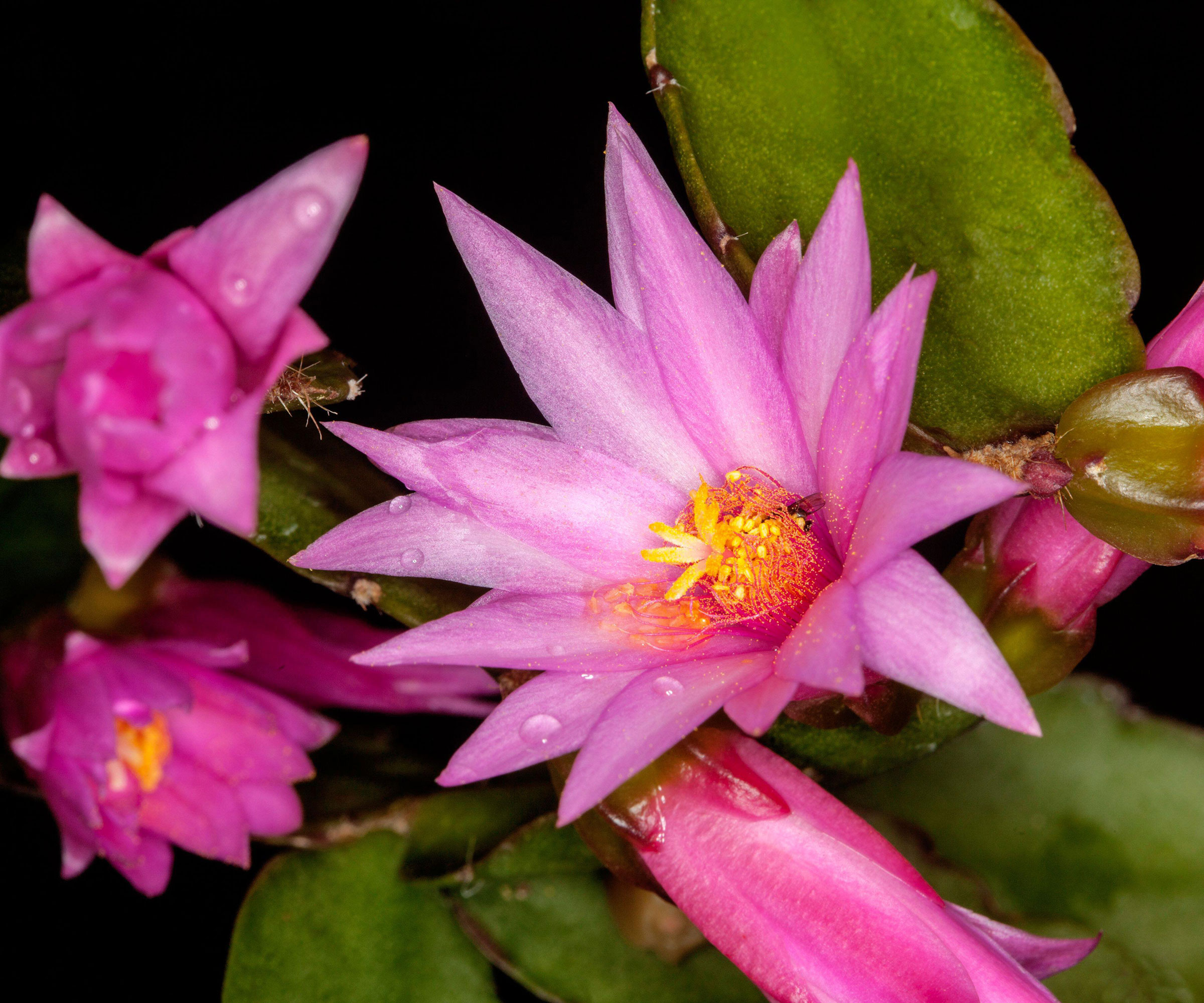 Cactus de Pâques avec des fleurs roses