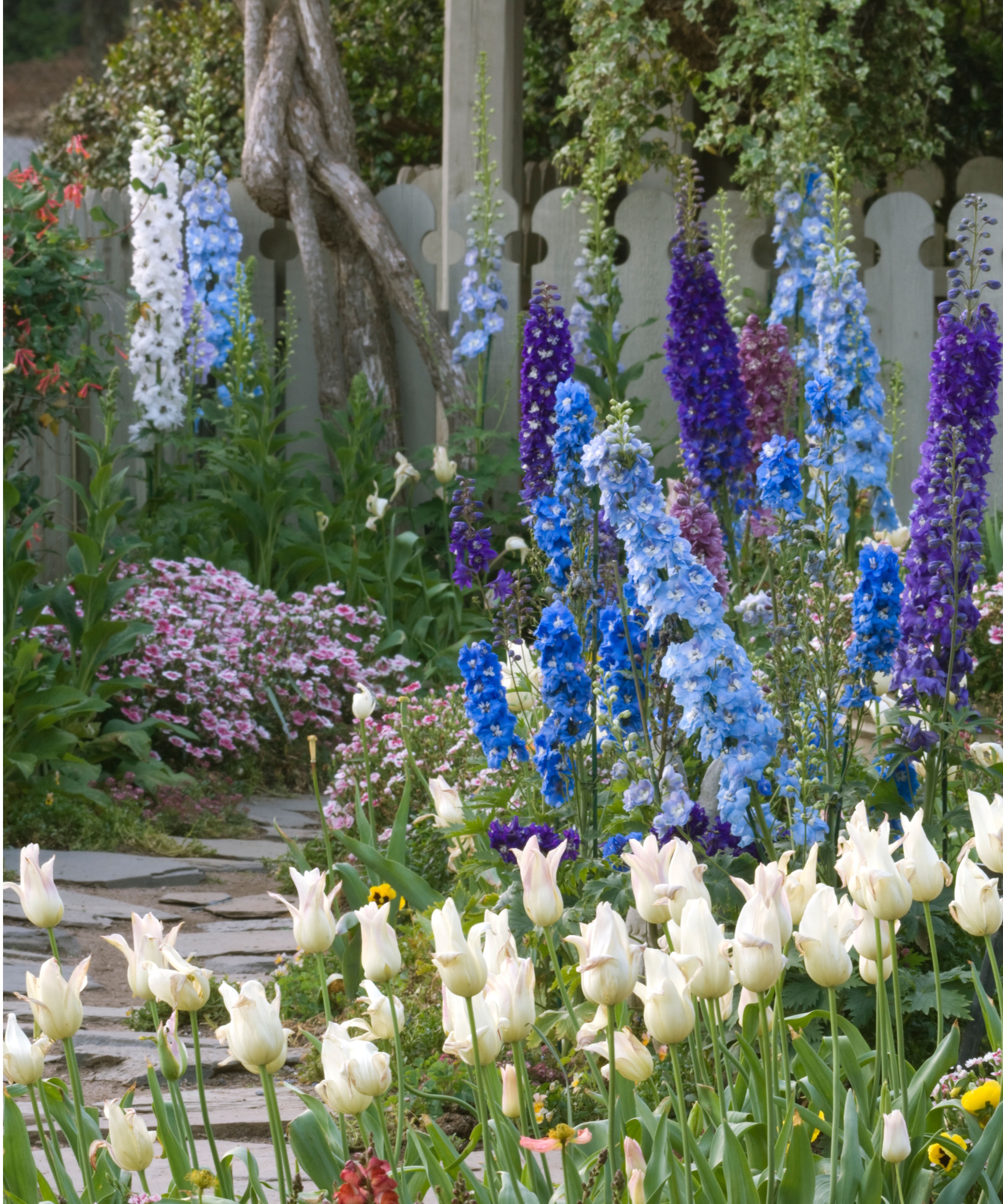 Jardin de fleurs de printemps