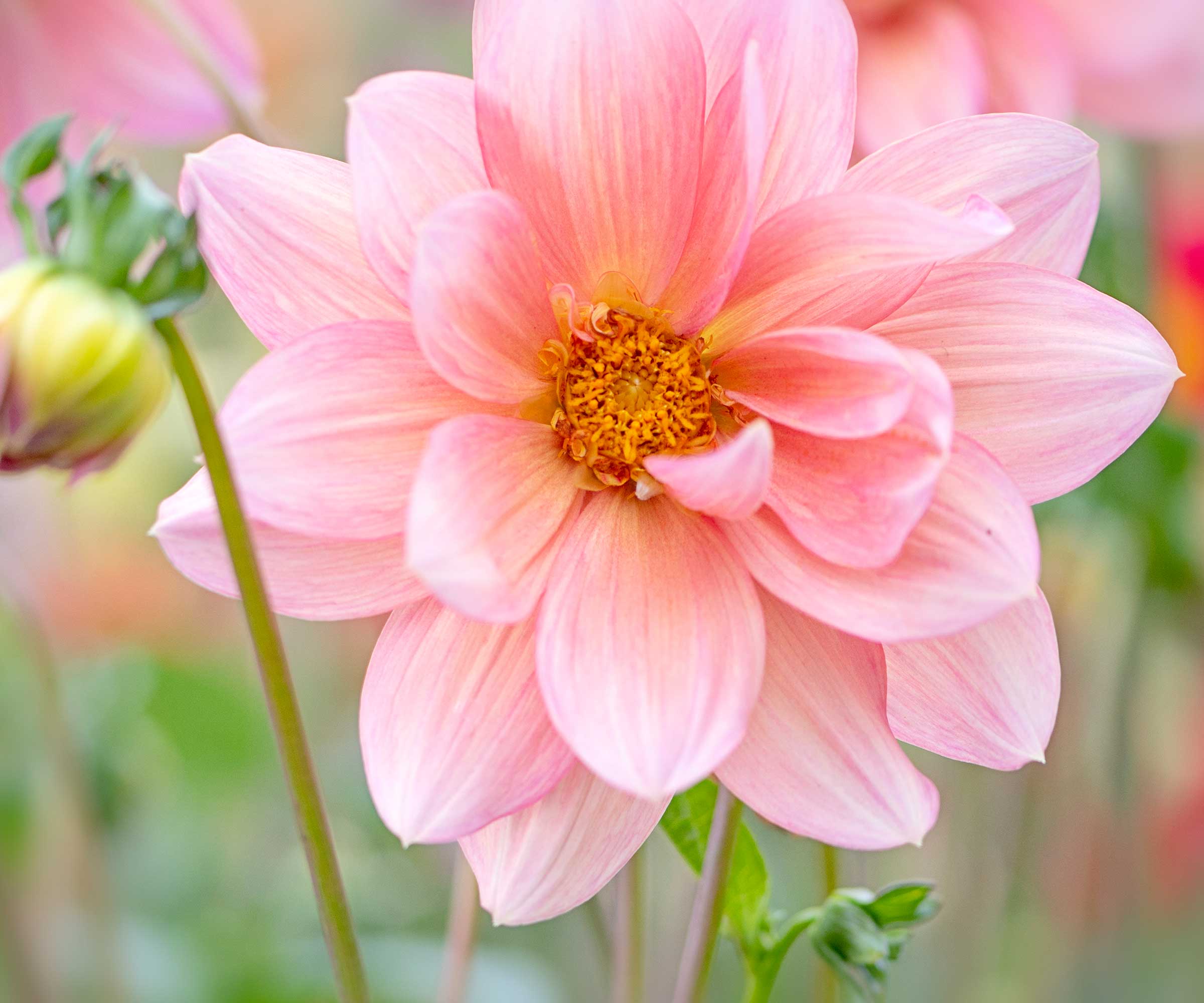 Gros plan de fleur de dahlia rose