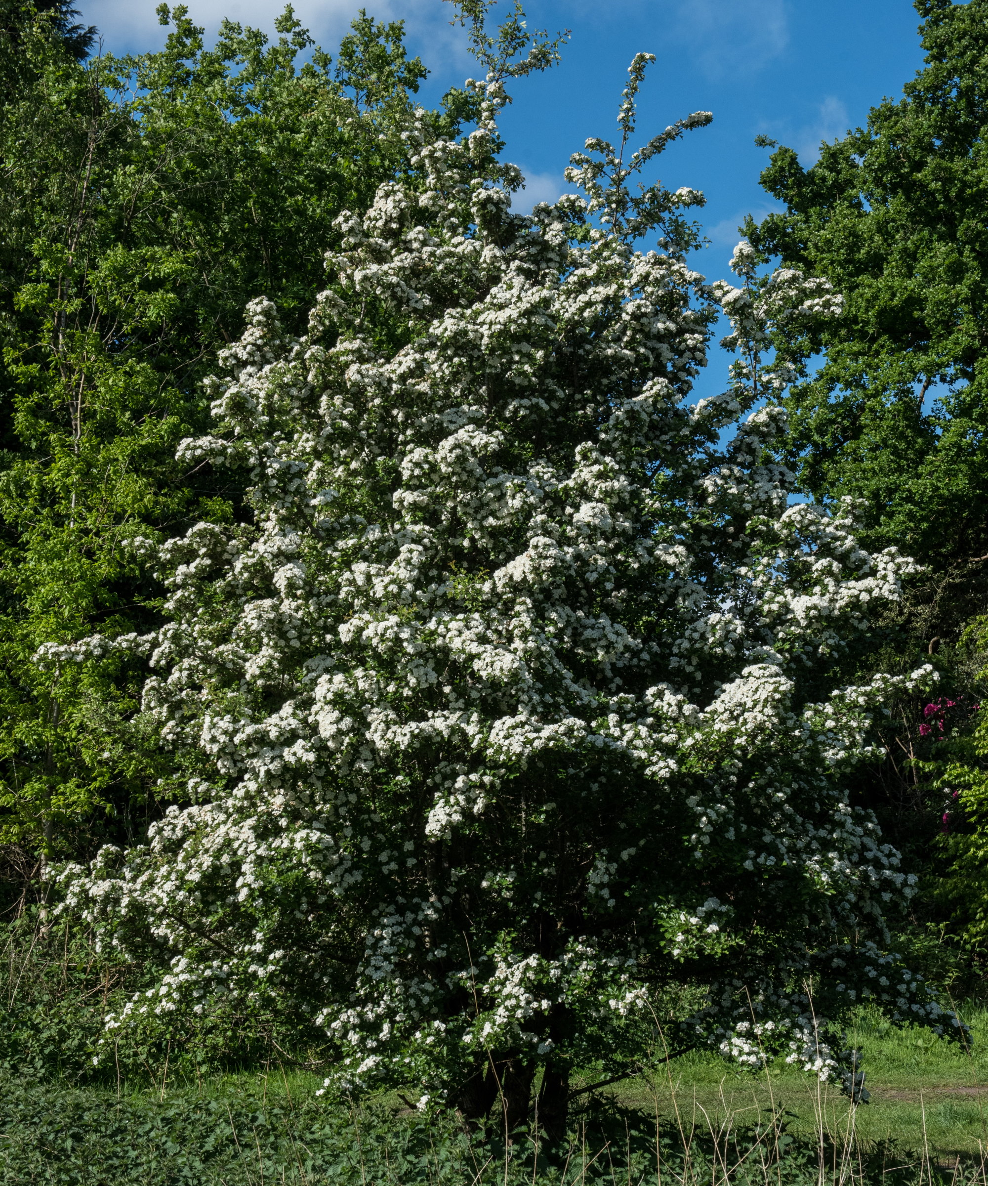 Un arbre d'aubépine recouvert de fleurs blanches
