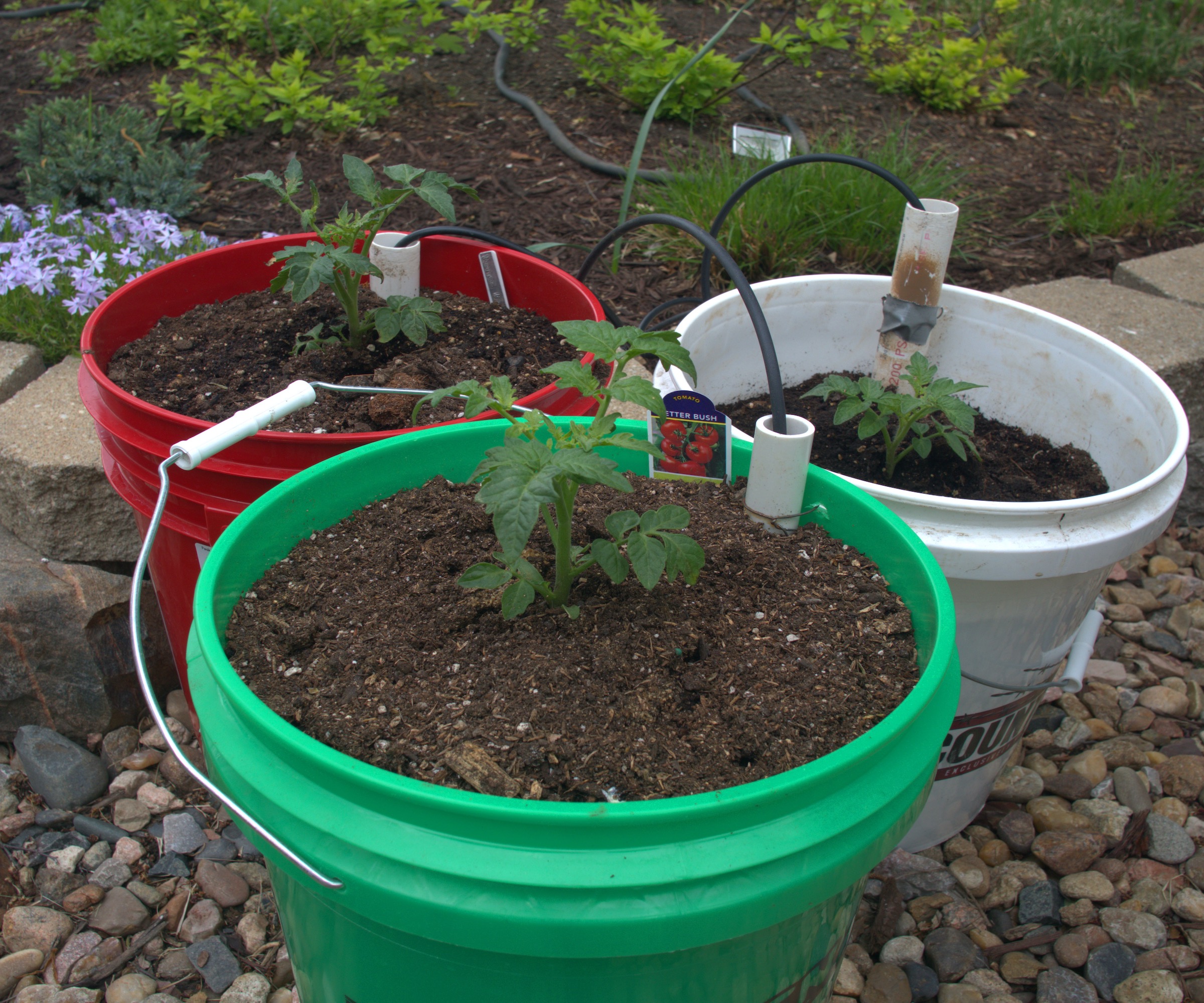 Cultiver des tomates dans un seau de 5 gallons avec irrigation