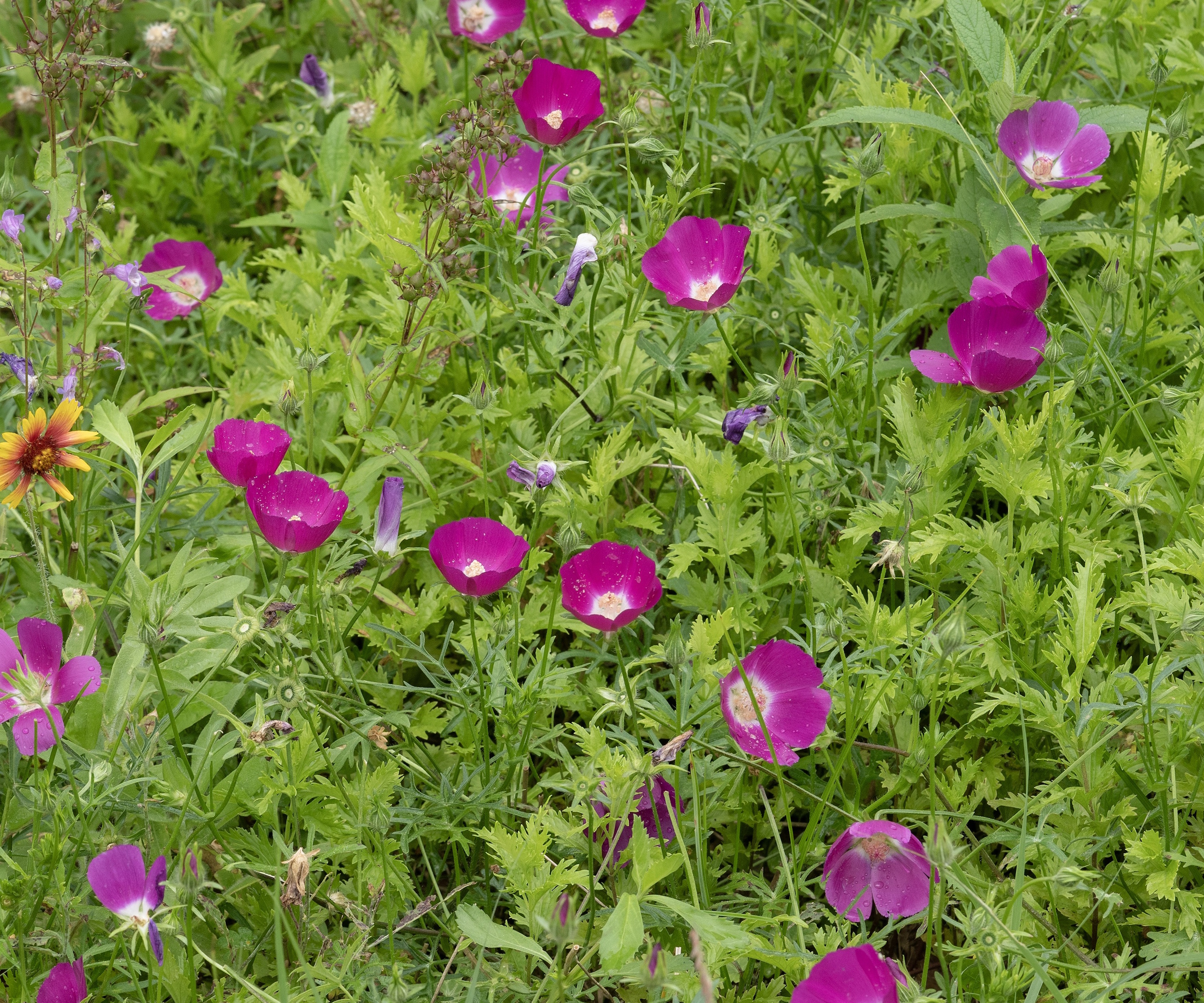 La malédiction violette de pavot violet fleurit dans une prairie de jardin