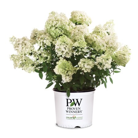 Winners® Color Choice® Bobo® Hydrangea - Pot de 3 gallons