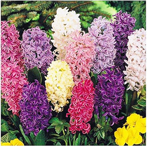 10 grandes ampoules mixtes de jacinthe - 16-17 cm, comprend des variétés violettes, bleues, blanches, roses, jaunes, orange, pêche et 10 variétés pour un magnifique jardin de printemps