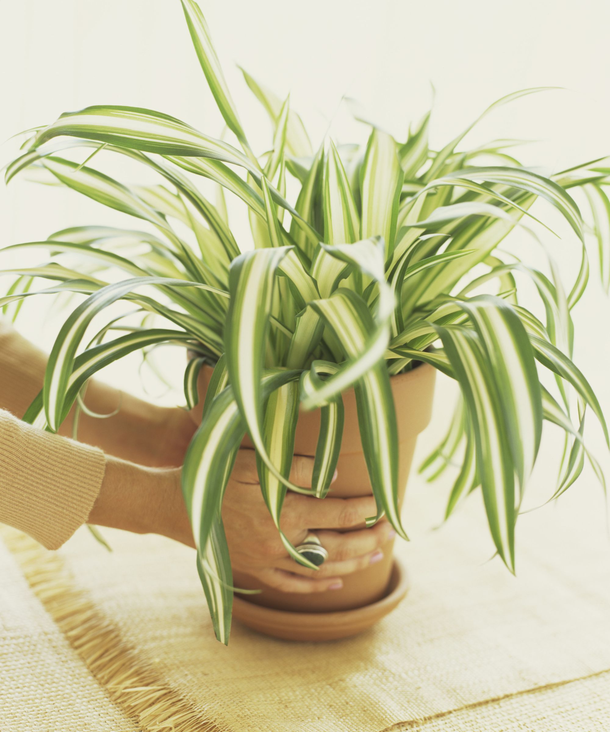 Plante d'araignée en pot