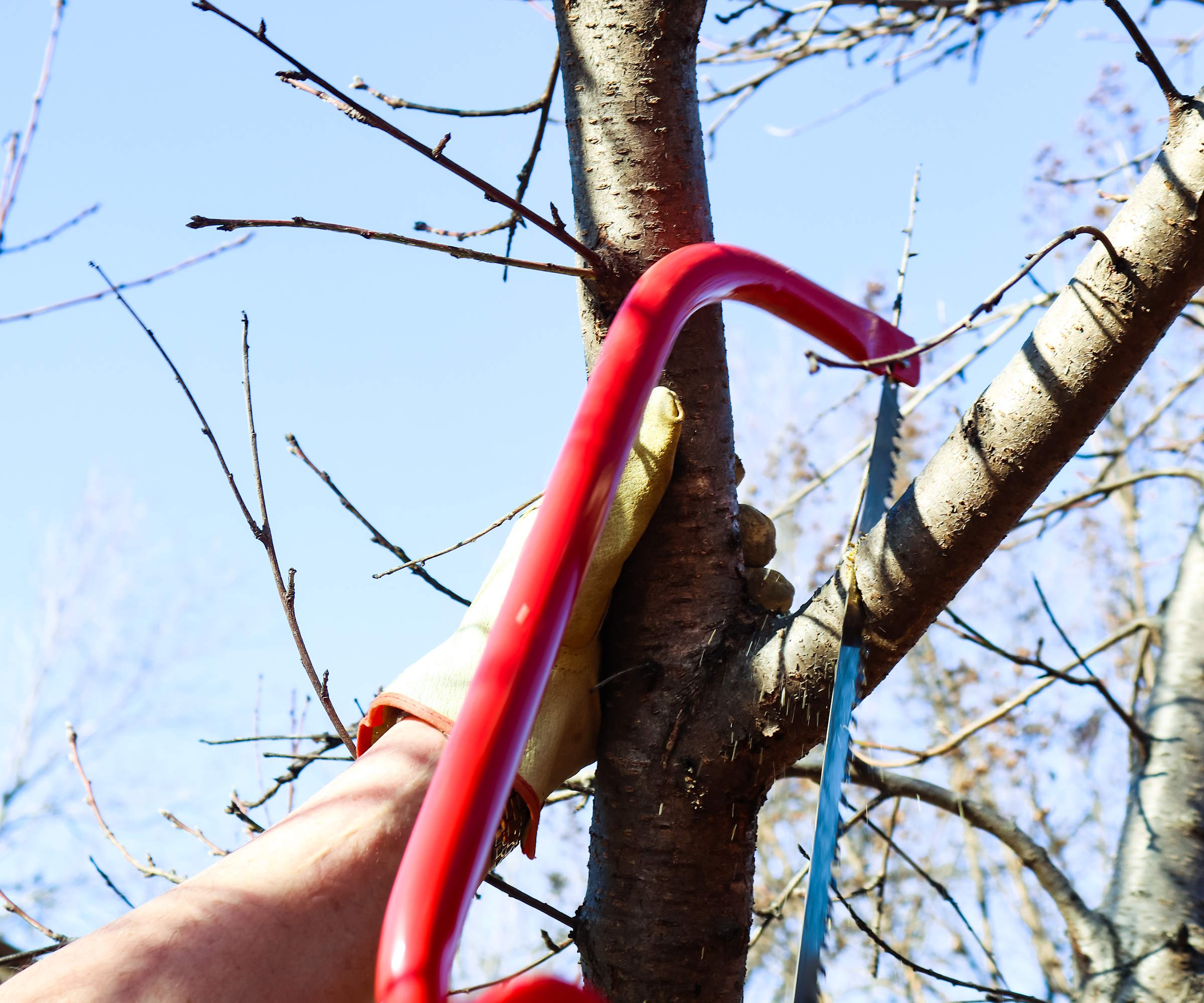Élagage des arbres avec une scie