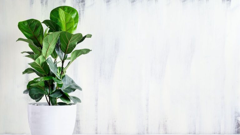 Comment faire votre propre mélange de rempotage Fig Fig - un bricolage rapide pour soutenir une croissance saine de la plante d'intérieur