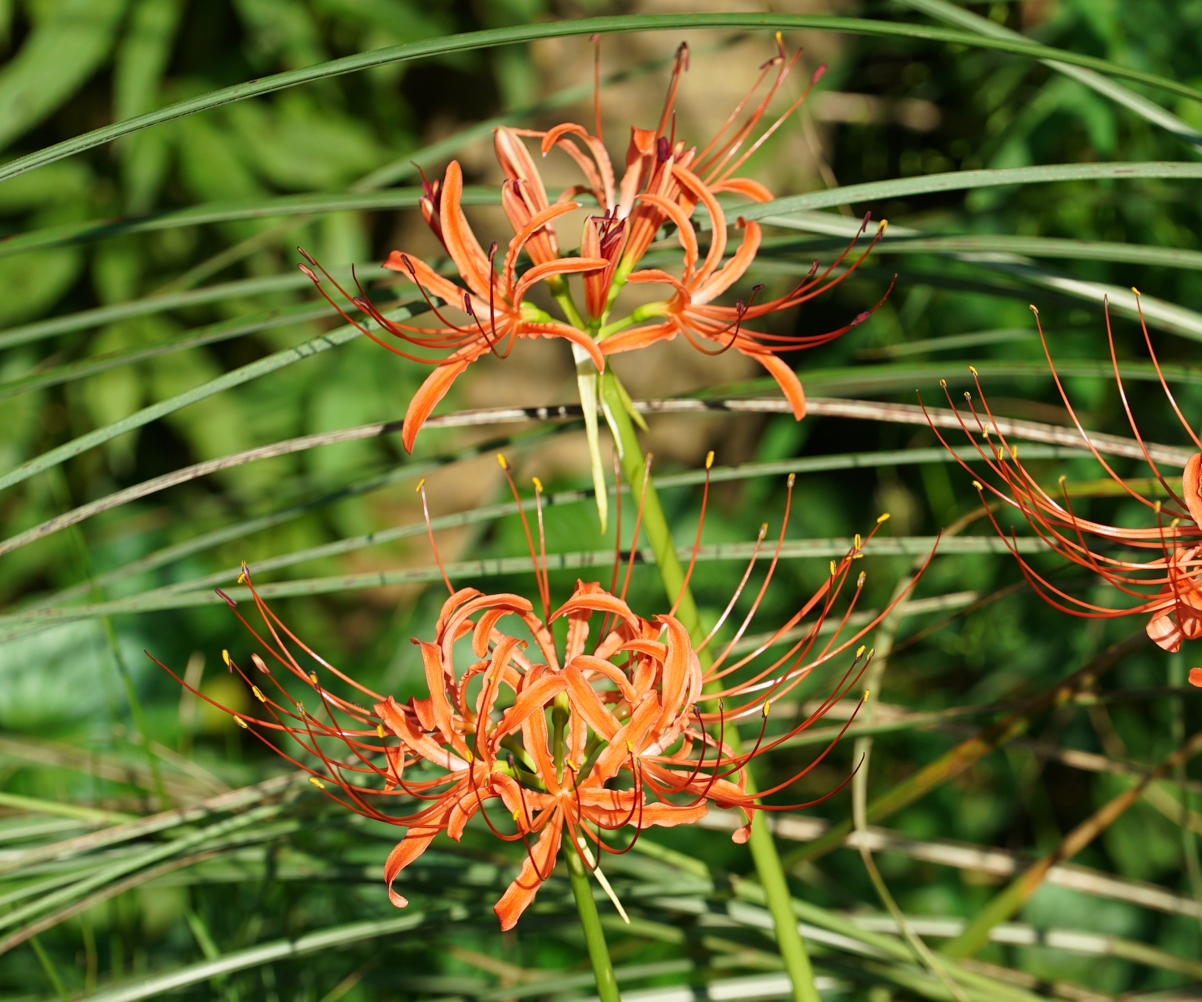 Lys d'araignée orange à fleurs