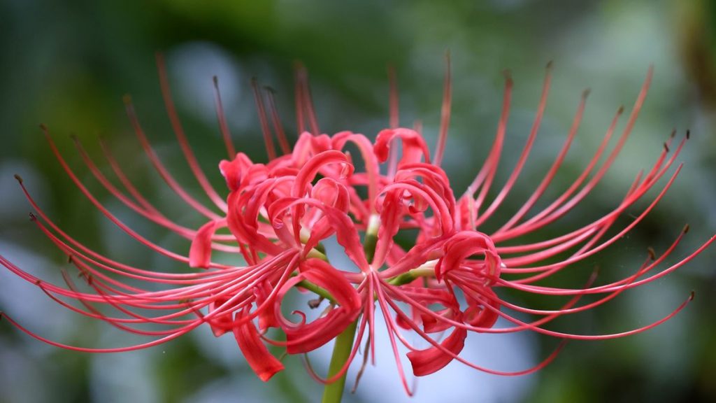 Comment cultiver Spider Lily - Conseils d'experts sur la culture de l'ampoule à couper le souffle Lycoris