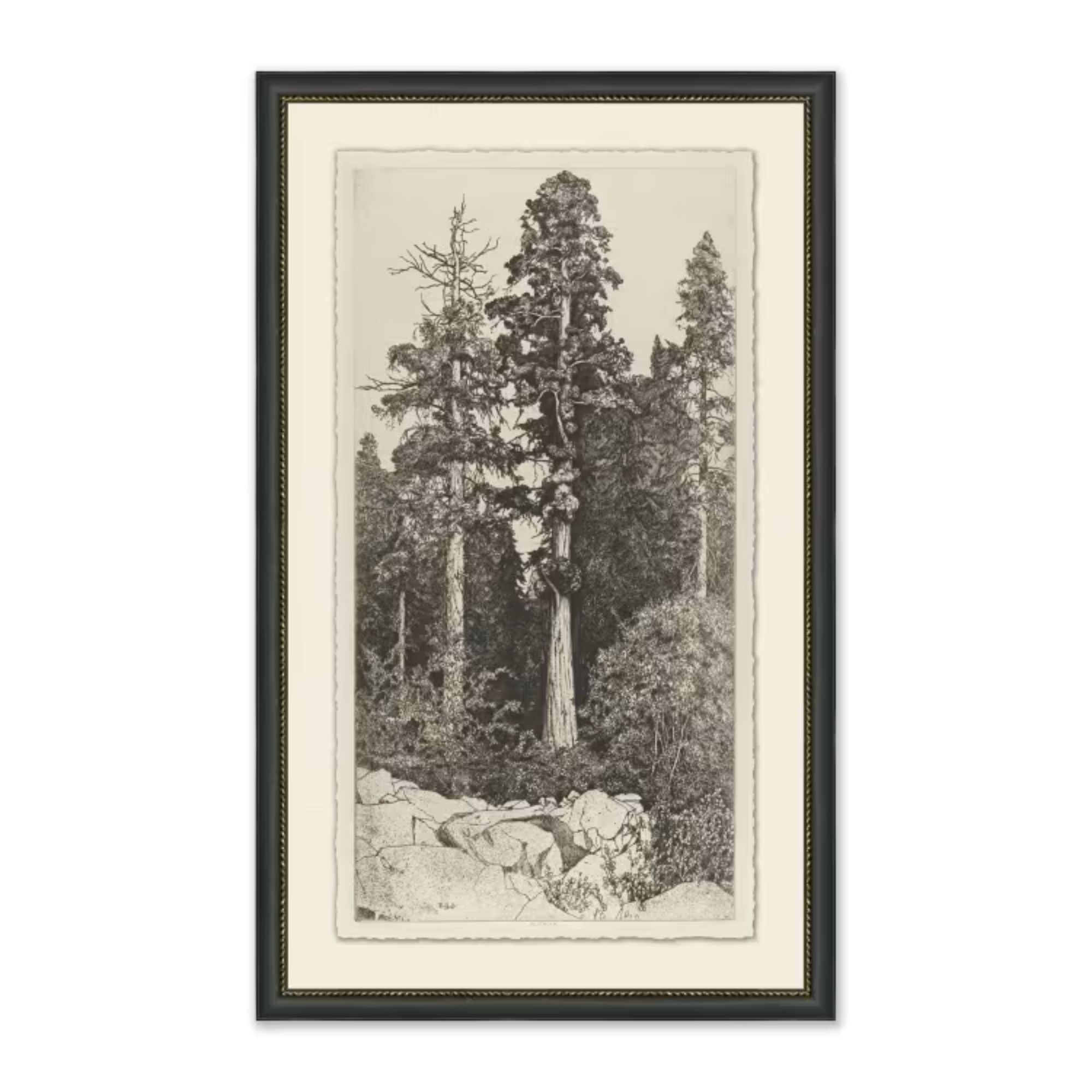 Magnolia, grands arbres i