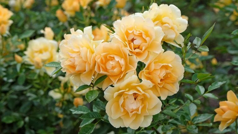 Le thé de luzerne fait-il vraiment des roses fleurissantes? Les pros du jardinage disent oui - voici comment l'essayer à la maison