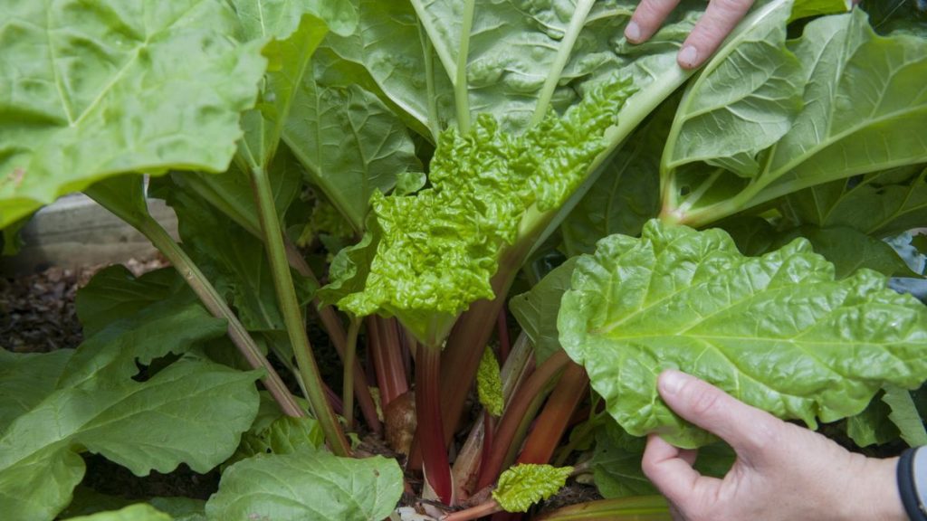 J'ai grandi de la rhubarbe à partir de graines pendant des années - voici exactement comment le faire pour une germination garantie et des cultures de fruits saines