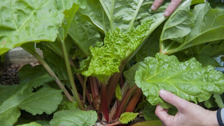 J'ai grandi de la rhubarbe à partir de graines pendant des années - voici exactement comment le faire pour une germination garantie et des cultures de fruits saines