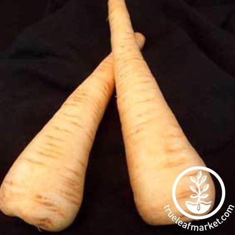 Graines de parsnip - tous américains