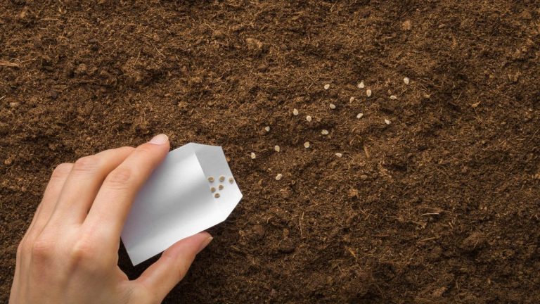 Semis direct vs transplantation - Notre expert en croissance vous conseille la meilleure et partage 5 légumes que vous devez toujours semer directement