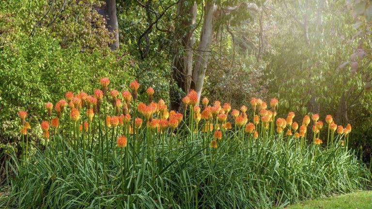 Comment cultiver le poker chaud rouge - pour des pointes de fleurs à faible entretien et de longue durée que les pollinisateurs adorent