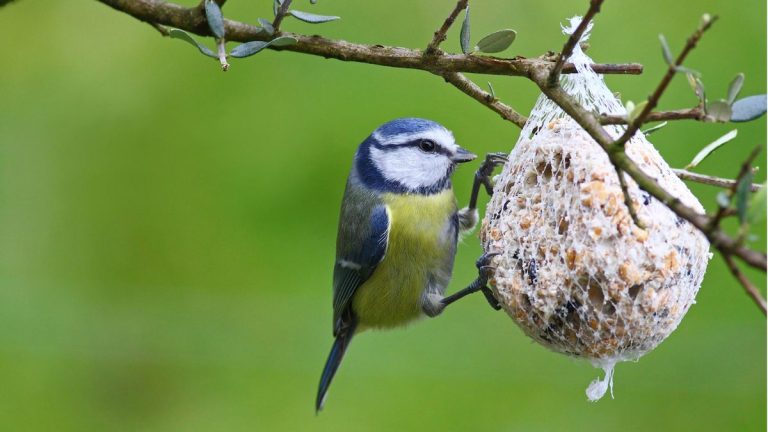 Les experts aviaires exhortent les jardiniers à ajouter une pomme de terre à leurs mangeoires d’oiseaux ce printemps, avec un avertissement important Les experts aviaires exhortent les jardiniers à ajouter une pomme de terre à leurs mangeoires d'oiseaux ce printemps, avec un avertissement important