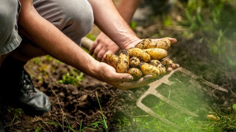 Comment fertiliser les pommes de terre – les experts révèlent les secrets à de fortes cultures et de gros rendements Comment fertiliser les pommes de terre - les experts révèlent les secrets à de fortes cultures et de gros rendements
